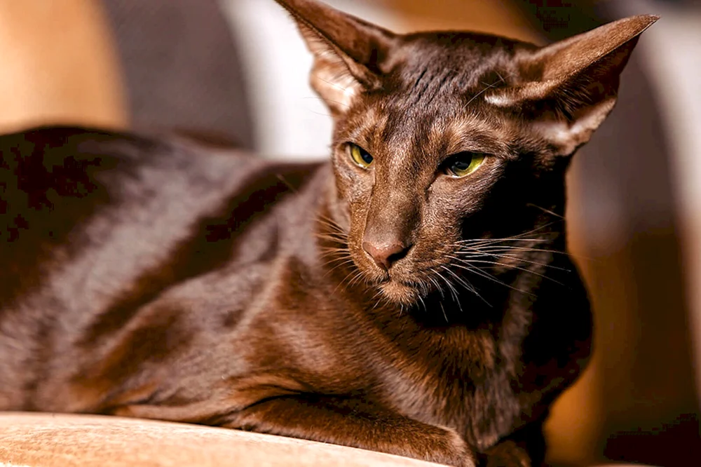 Orientalische Katze