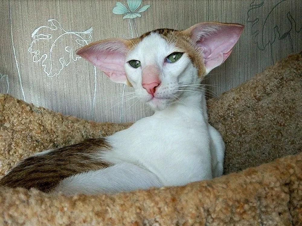 Orientalische Katze