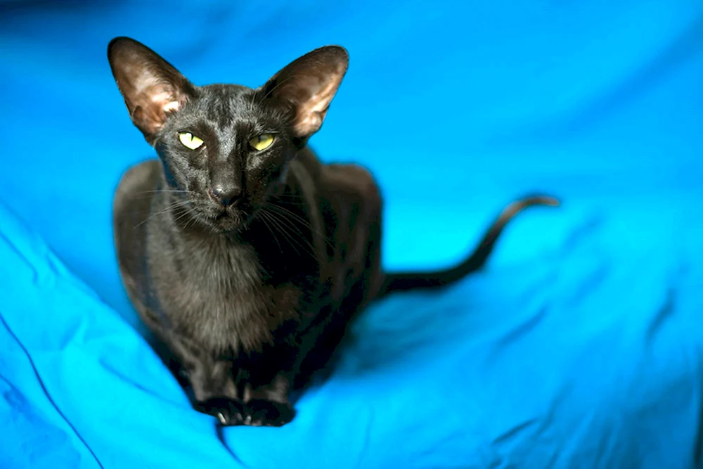 Orientalische Katze
