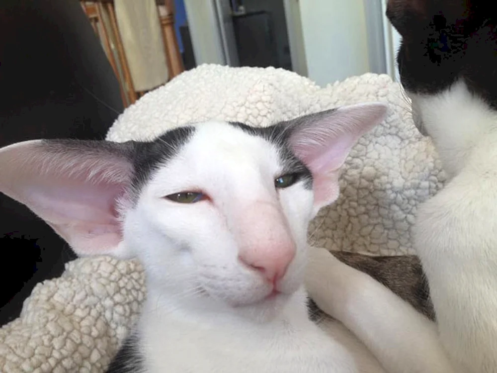 Orientalische Katze Dobby