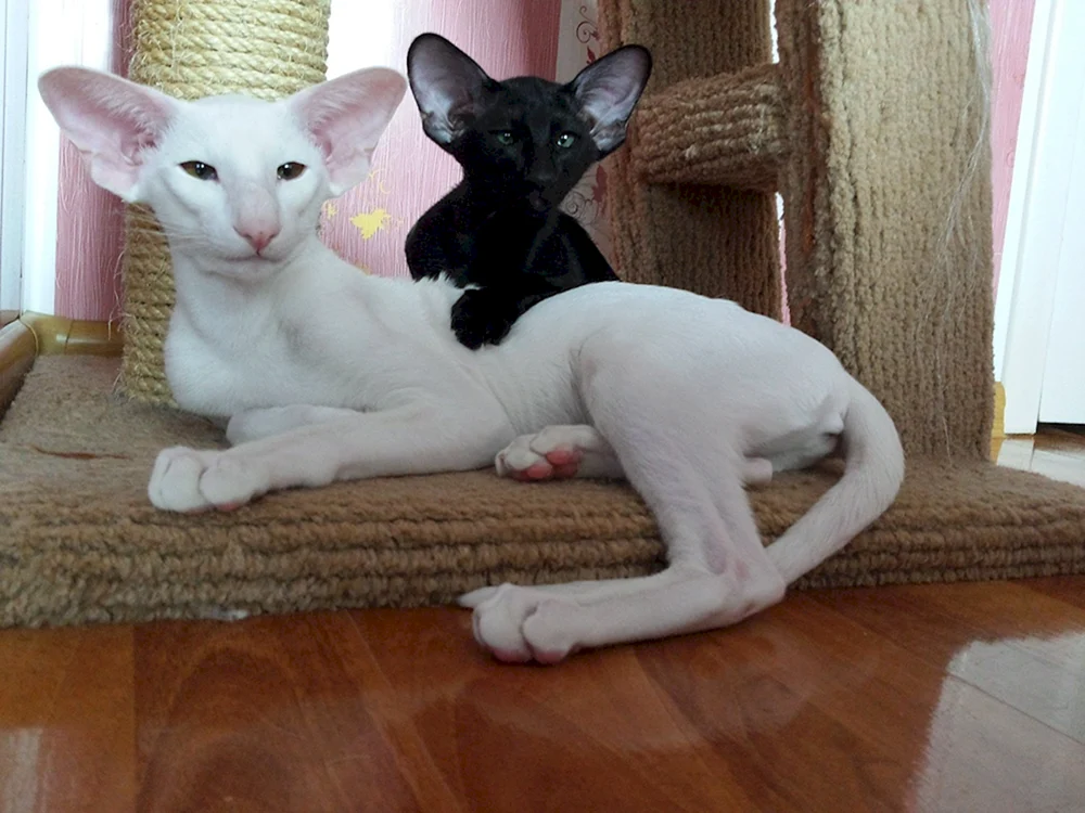 Fremde weiße Katze