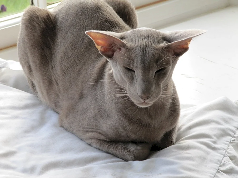 Orientalische Katze