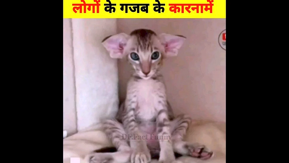 Orientalische Katze