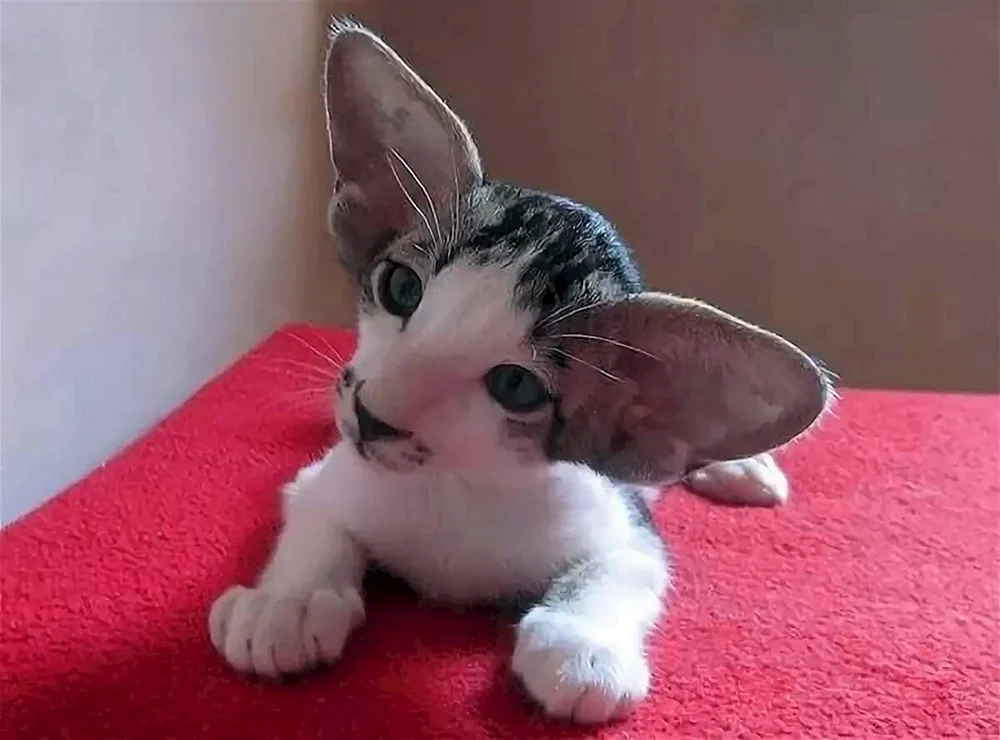 Orientalische Ohrenkatze