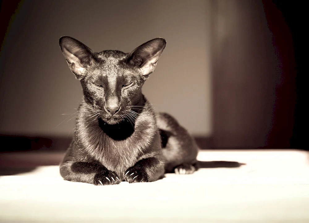 Orientalische Katzen