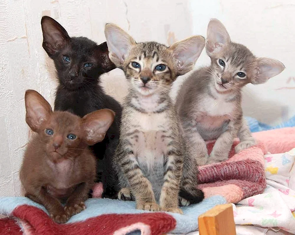 Orientalische Katze