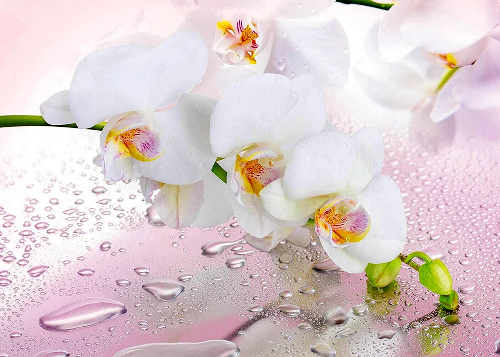 Phalaenopsis marshmallow