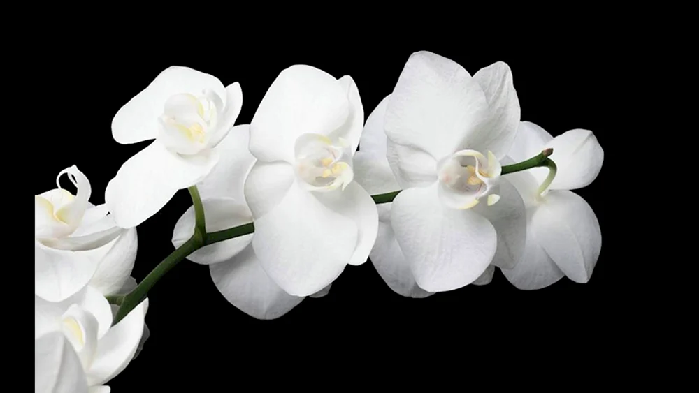Orchid phalaenopsis weiß