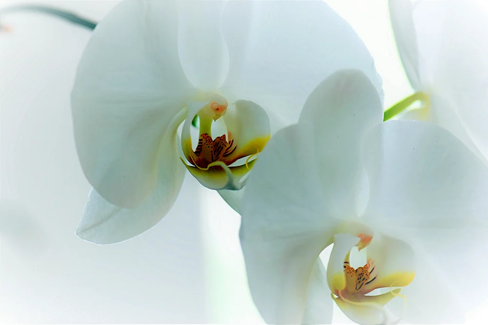 Orchid phalaenopsis Sophia