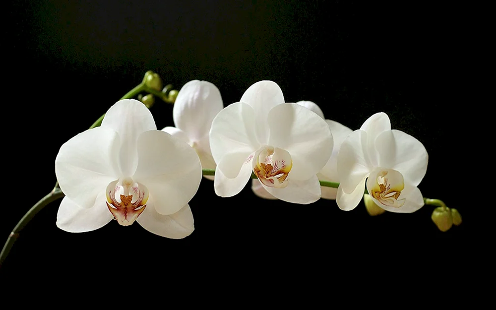 Orchidee Phalaenopsis weiß
