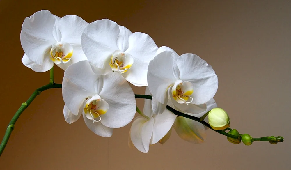 Phalaenopsis Reflex