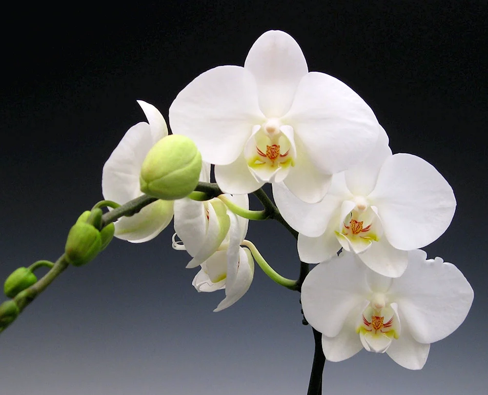 Phalaenopsis weiß