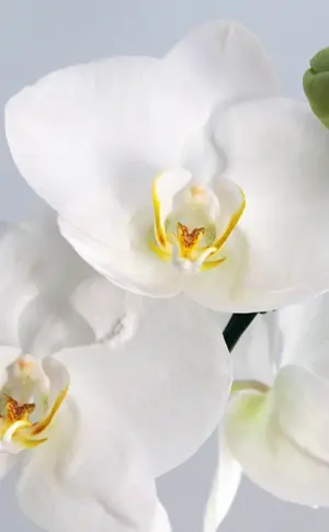 Orchidee Phalaenopsis weiß