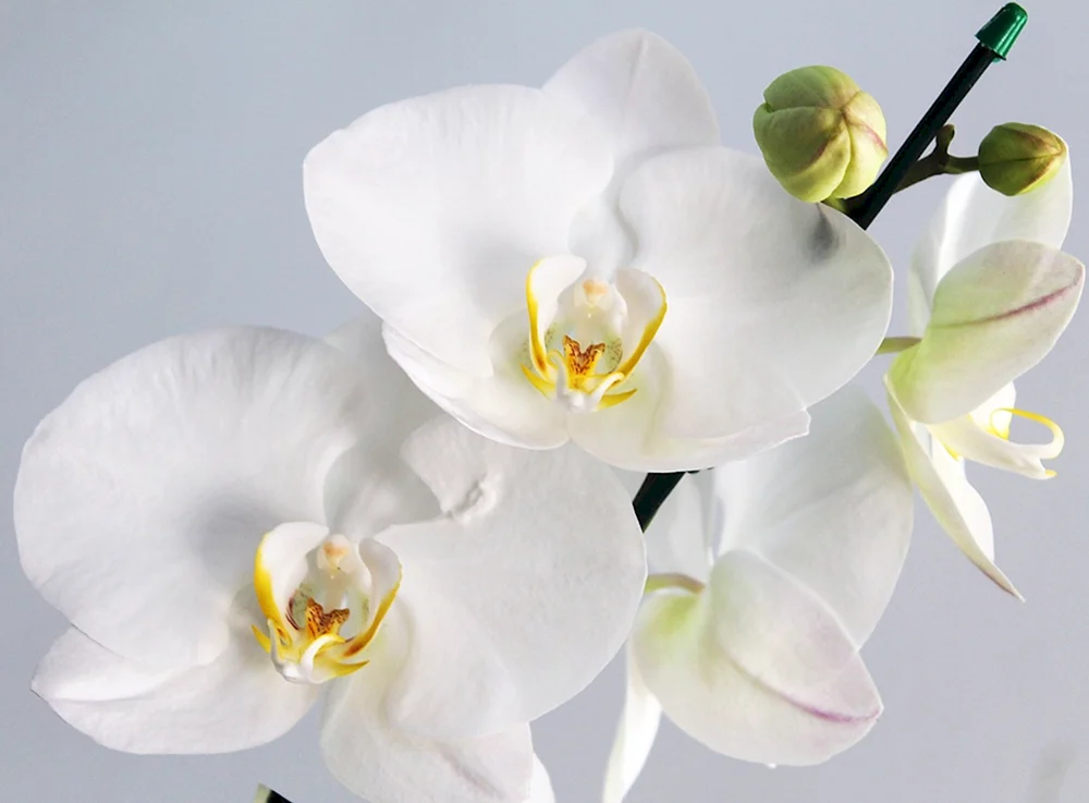 Orchidee Phalaenopsis weiß