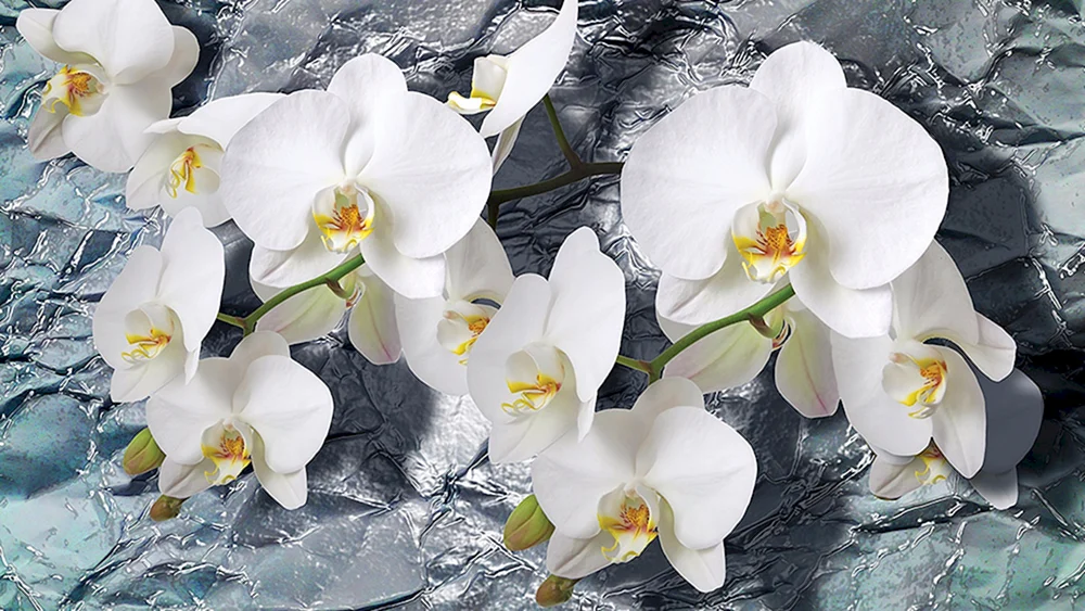 Orchidee Phalaenopsis weiß