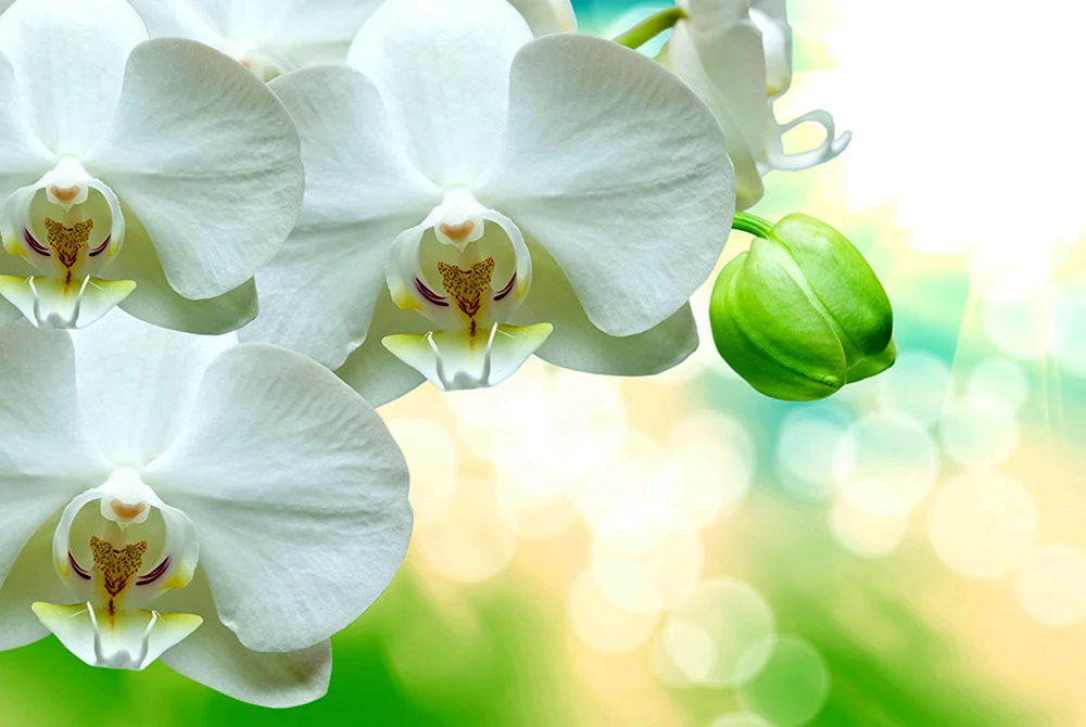 Orchidia phalaenopsis