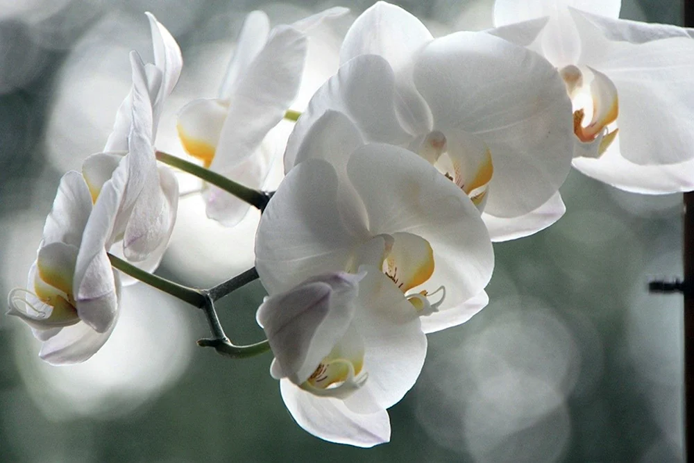 Phalaenopsis weiß