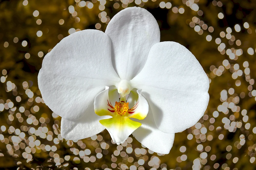 Weiße Orchidee