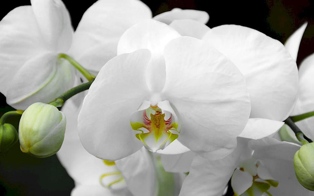 Orchid phalaenopsis white