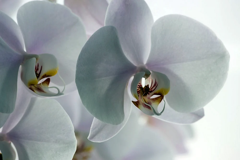 Orchid phalaenopsis white