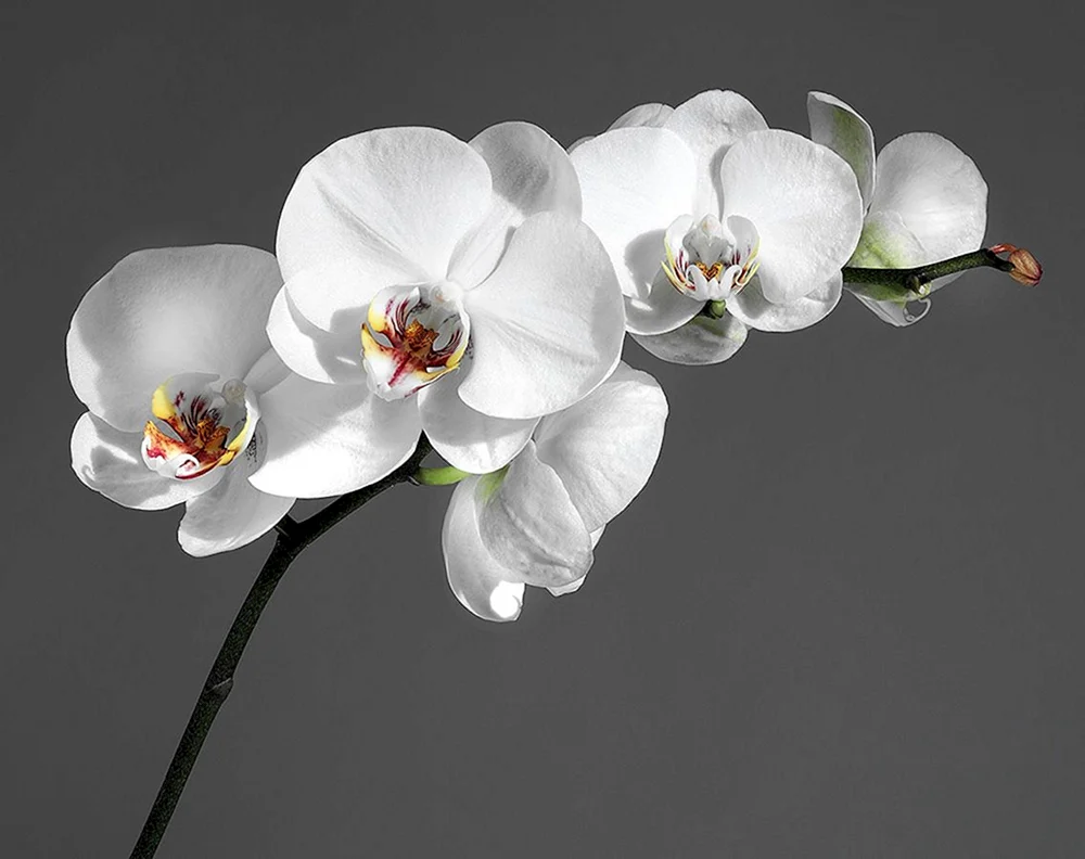 Orchid phalaenopsis white