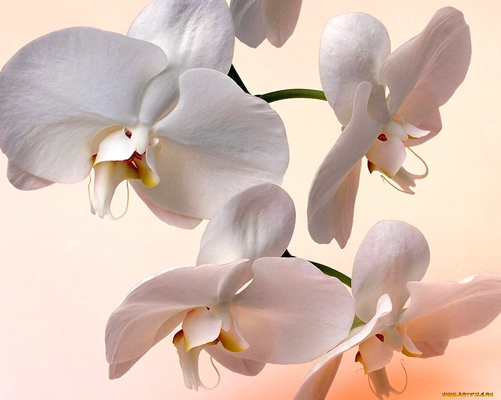 Orchid Hintergrund