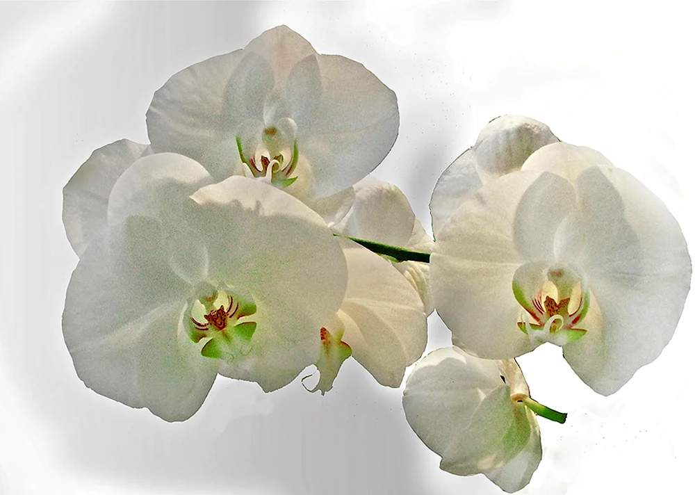 Phalaenopsis weiß