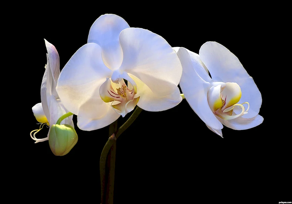 Weiß blühende Phalaenopsis