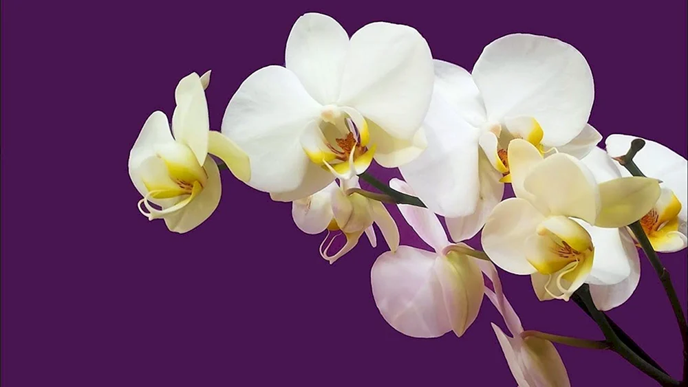 Orchid phalaenopsis Catalina