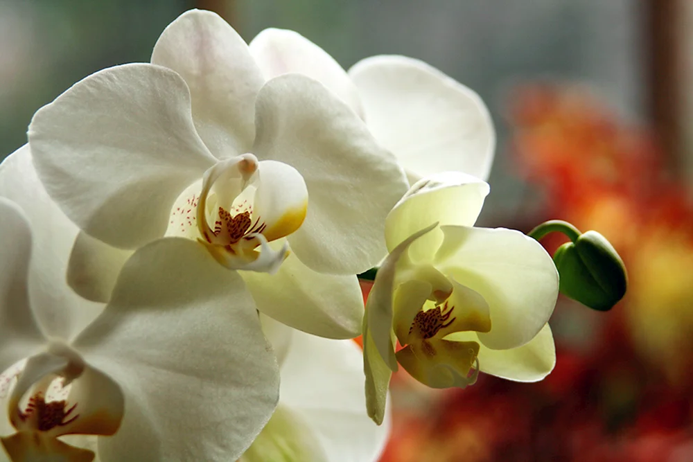 Phalaenopsis White Dream