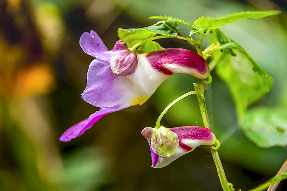 Orchidee Impatiens psittacina