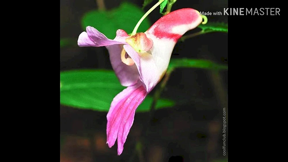 Orchidia impatiens psittacina
