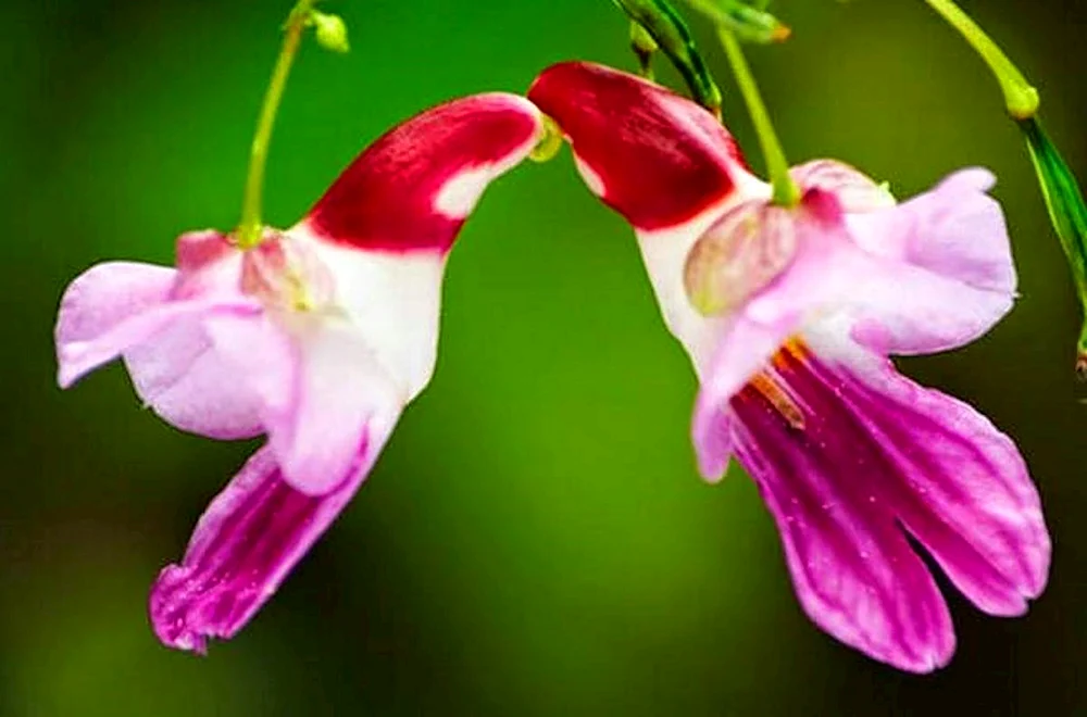 Orchidia impatiens psittacina