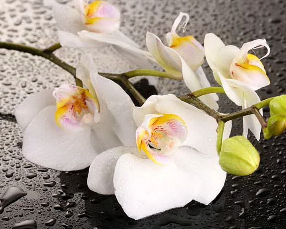 White Orchid