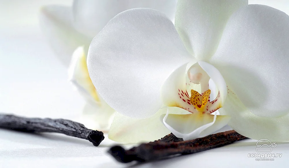 White Orchid