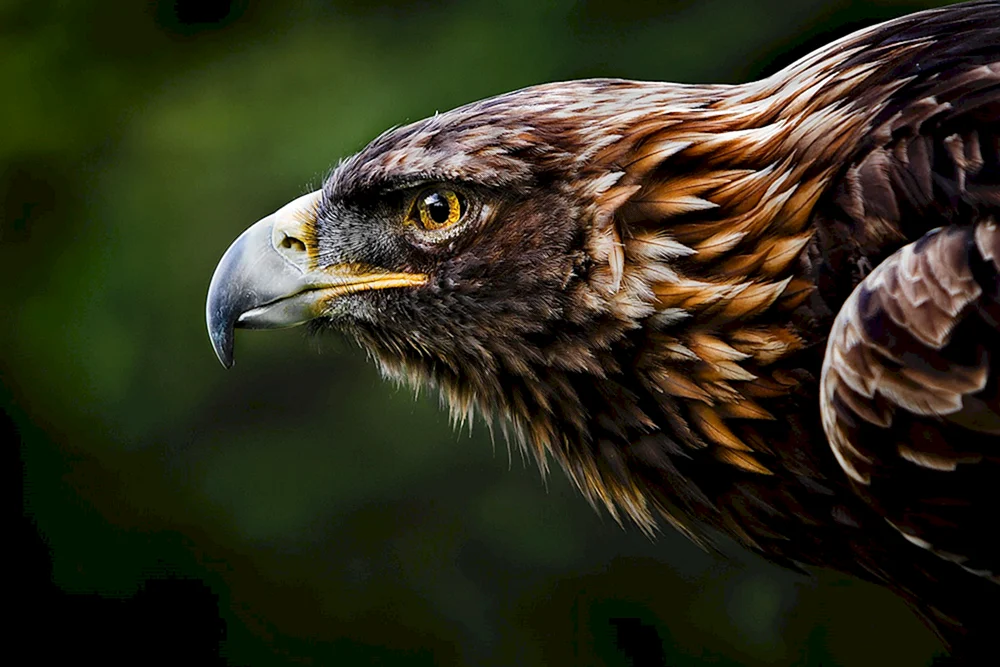 Weißkopf-Steinadler