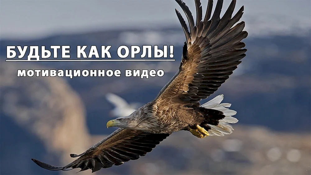 Орлан Орел Коршун