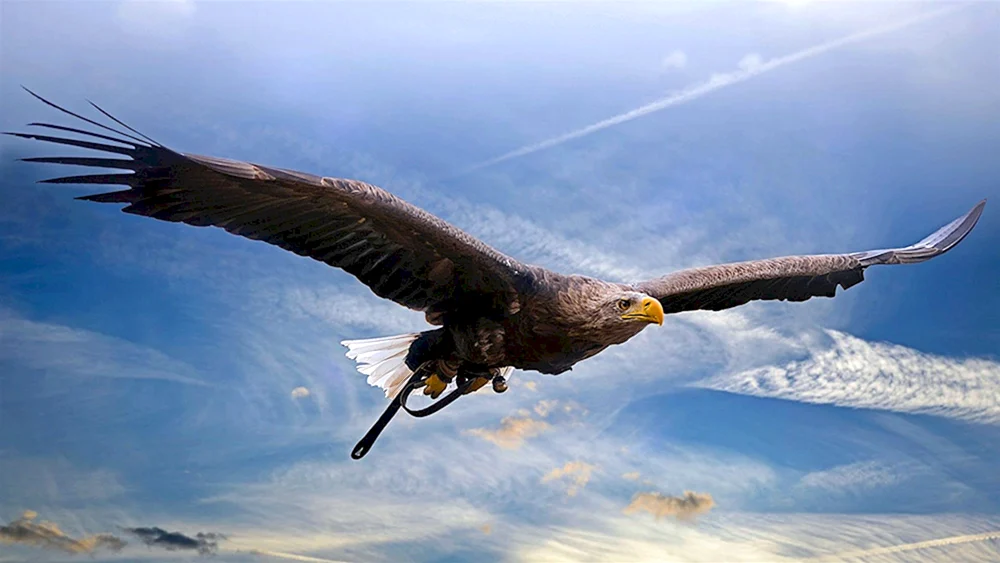 Schöne Vögel im Flug