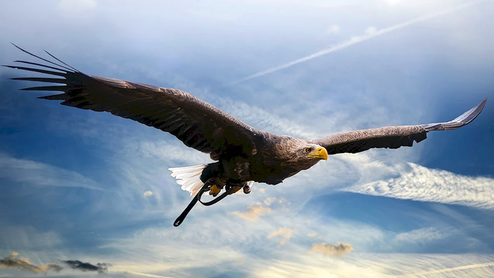Steinadler