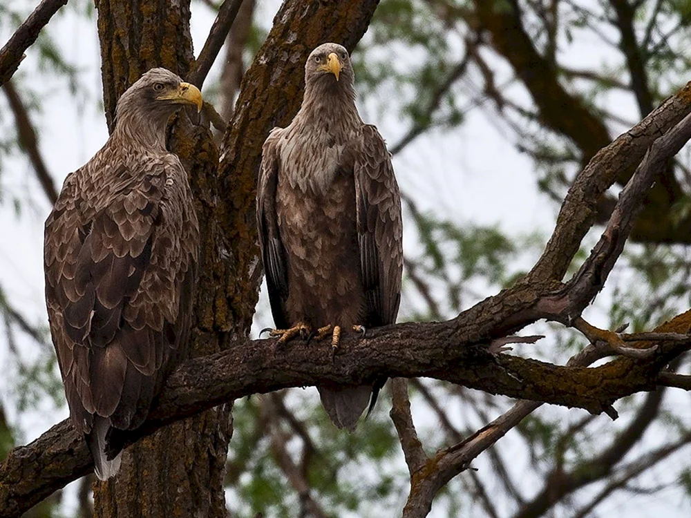 Orlan- Seeadler