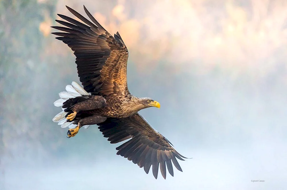 Berkut Aquila chrysaetos