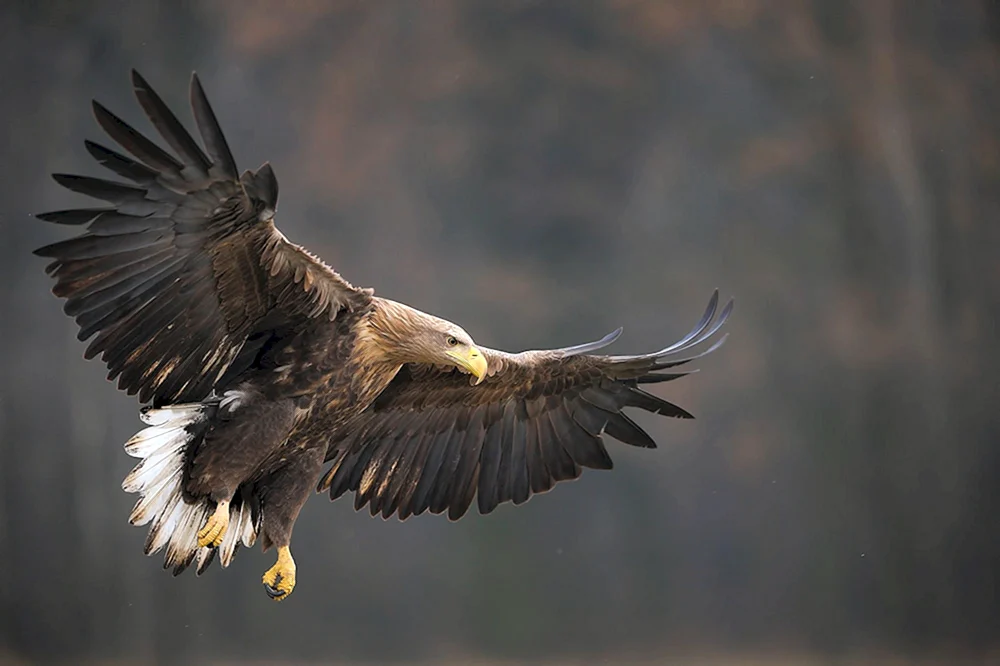 Steißhuhn