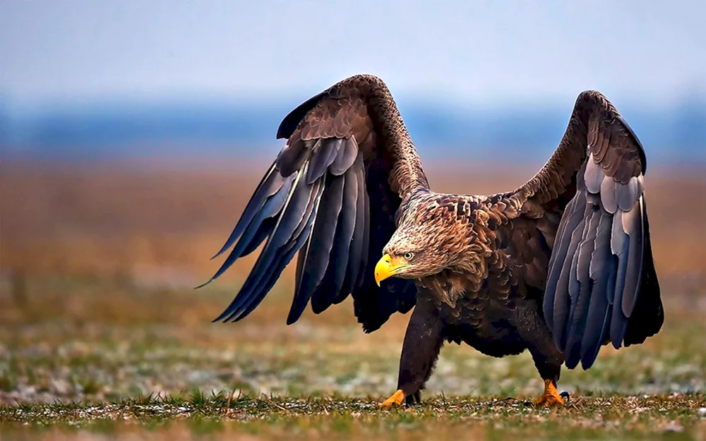 Weißkopf-Steinadler