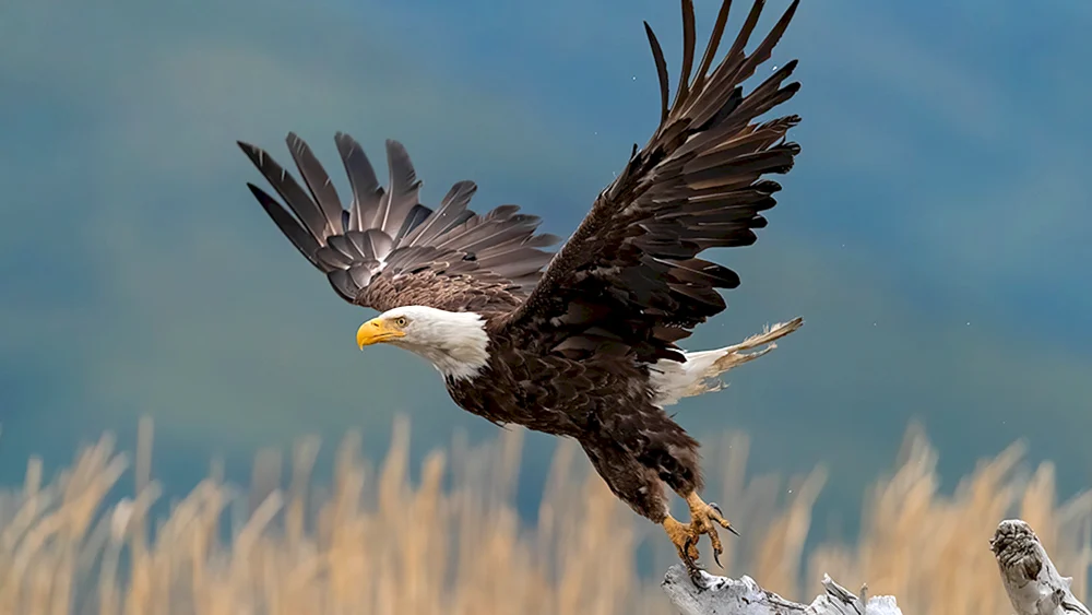 Orland Seeadler. Seeadler