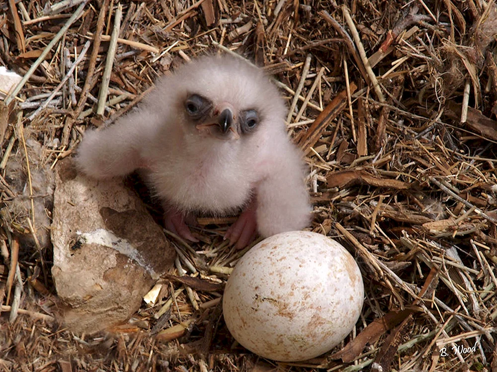 Schwan-Küken. Schwan-Baby-Schwäne