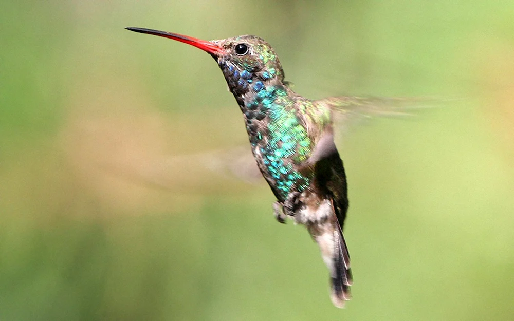 Krimikolibri