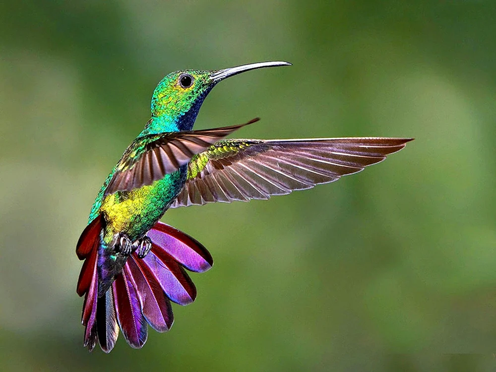 Sukarafkolibri