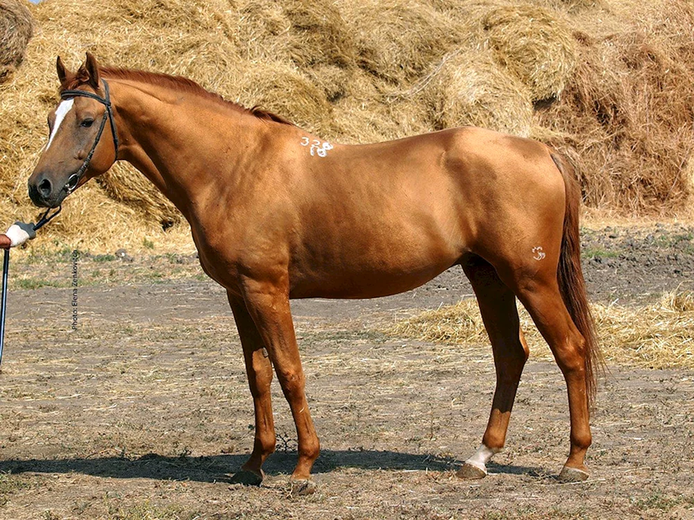 Orlovo Donchak