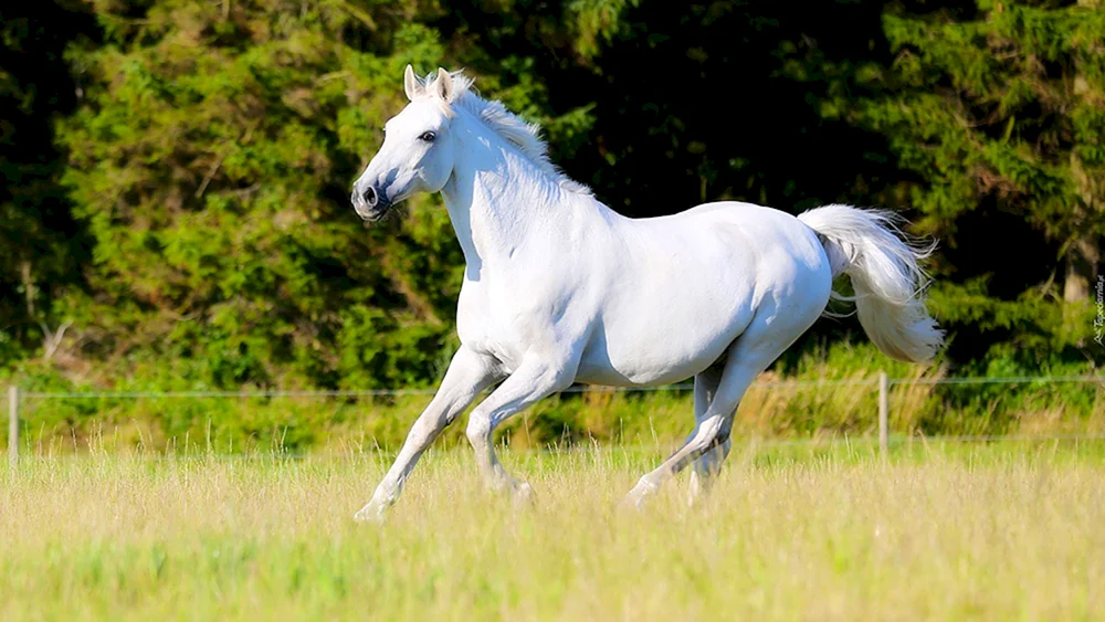 Orlov Trotter Galoppierendes Pferd
