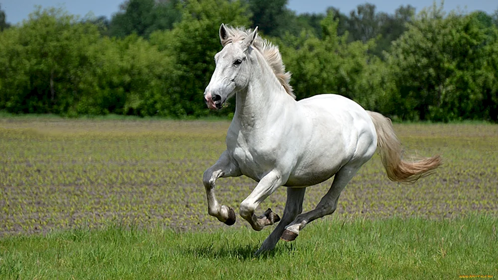 Friesischer Appaloosa